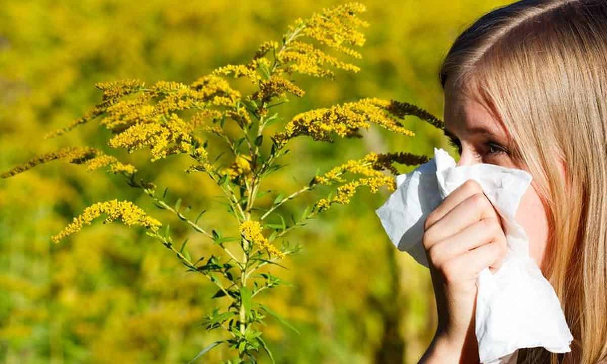 Grass pollen