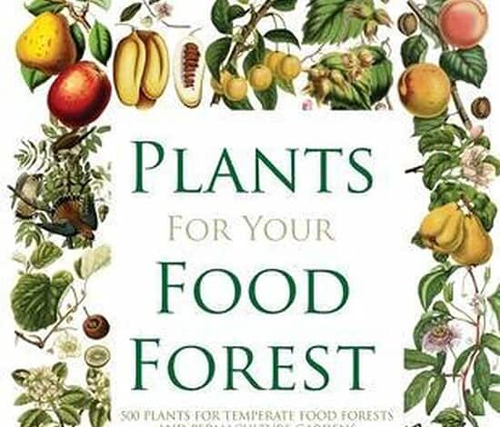 Plants food forest